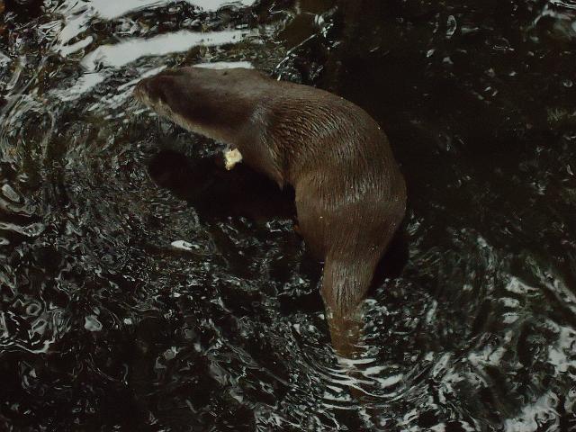 Damenfahrt Otterzentrum 022.jpg